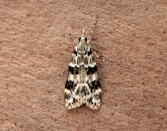 63.072 BF1343 Eudonia delunella
