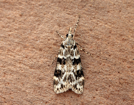 63.072 BF1343 Eudonia delunella