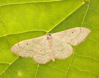 70.018 BF1715 Plain Wave Idaea straminata