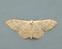 70.018 BF1715 Plain Wave Idaea straminata
