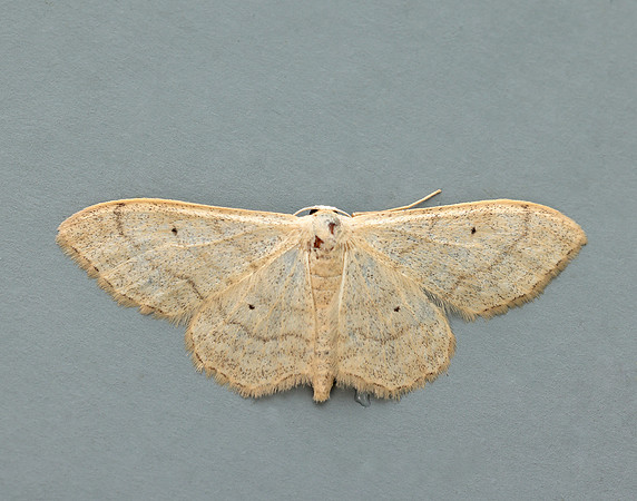 70.018 BF1715 Plain Wave Idaea straminata