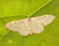 70.018 BF1715 Plain Wave Idaea straminata
