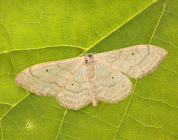 70.018 BF1715 Plain Wave Idaea straminata