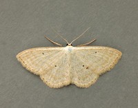 70.025 BF1692 Lesser Cream Wave Scopula immutata