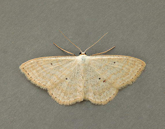 70.025 BF1692 Lesser Cream Wave Scopula immutata
