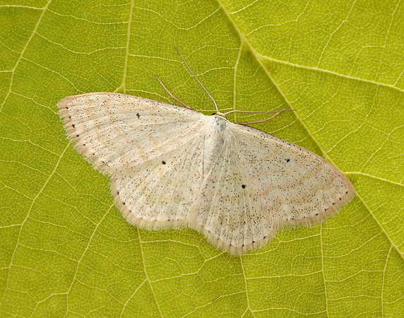 70.025 BF1692 Lesser Cream Wave Scopula immutata