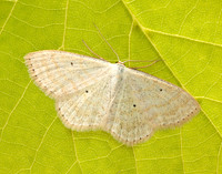 70.025 BF1692 Lesser Cream Wave Scopula immutata