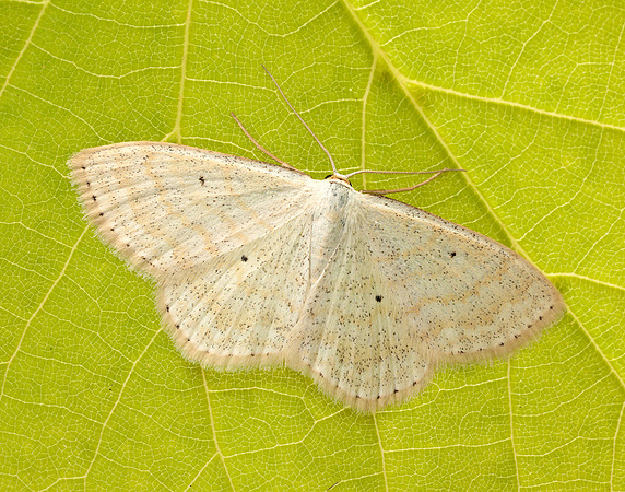 70.025 BF1692 Lesser Cream Wave Scopula immutata