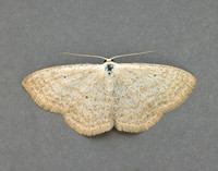 70.025 BF1692 Lesser Cream Wave Scopula immutata