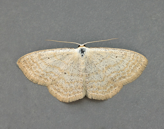 70.025 BF1692 Lesser Cream Wave Scopula immutata