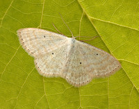 70.025 BF1692 Lesser Cream Wave Scopula immutata