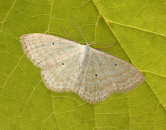 70.025 BF1692 Lesser Cream Wave Scopula immutata