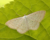 70.025 BF1692 Lesser Cream Wave Scopula immutata