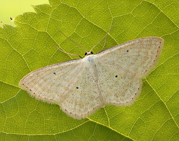 70.025 BF1692 Lesser Cream Wave Scopula immutata