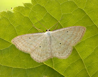 70.025 BF1692 Lesser Cream Wave Scopula immutata