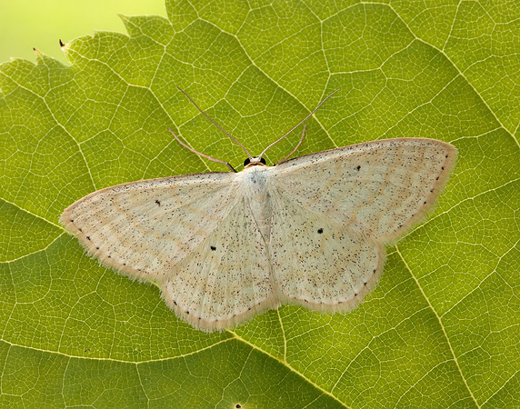 70.025 BF1692 Lesser Cream Wave Scopula immutata