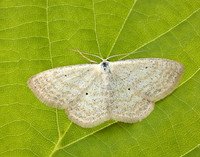 70.025 BF1692 Lesser Cream Wave Scopula immutata