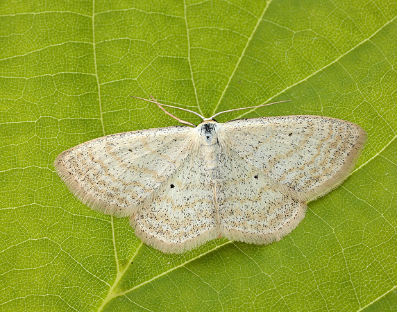 70.025 BF1692 Lesser Cream Wave Scopula immutata