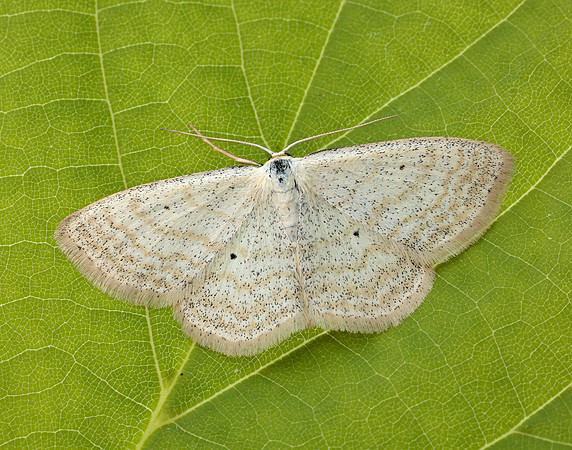 70.025 BF1692 Lesser Cream Wave Scopula immutata