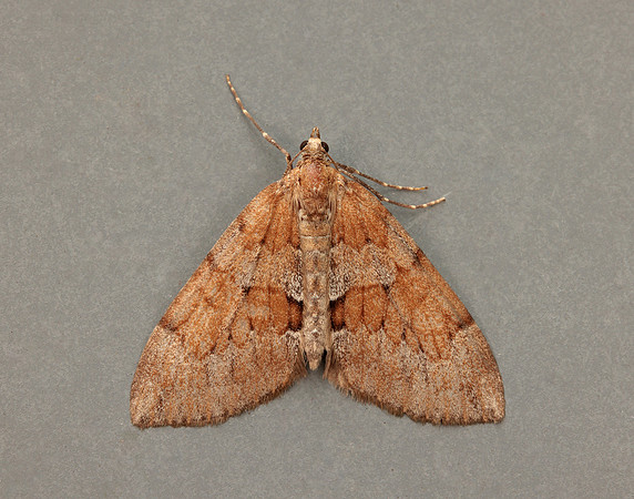 70.081 BF1768 Grey Pine Carpet Thera obeliscata