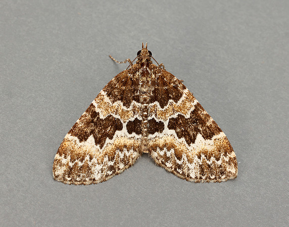 70.086 BF1773 Broken-barred Carpet Electrophaes corylata