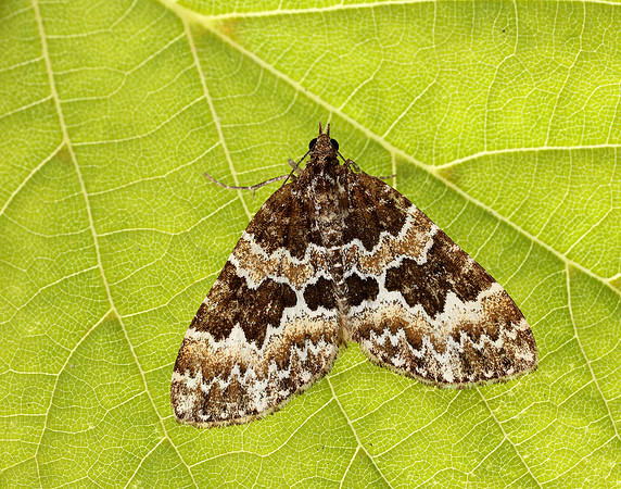 70.086 BF1773 Broken-barred Carpet Electrophaes corylata