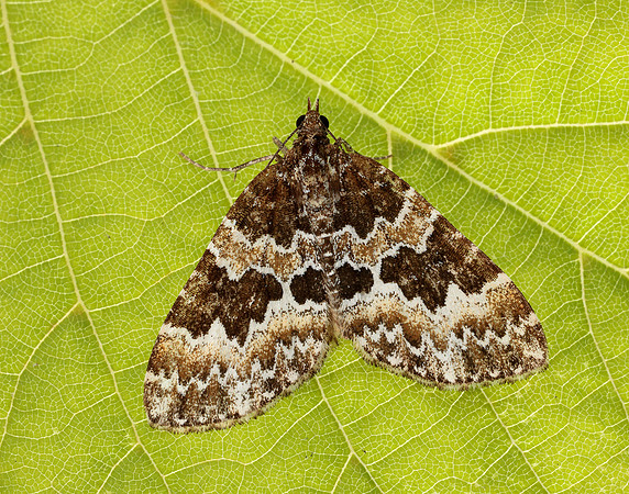 70.086 BF1773 Broken-barred Carpet Electrophaes corylata