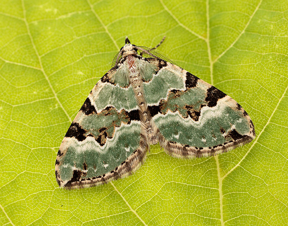 70.100 BF1776 Green Carpet Colostygia pectinataria