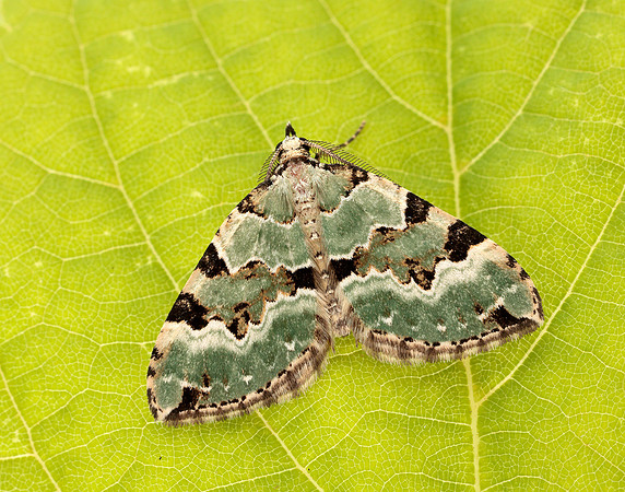 70.100 BF1776 Green Carpet Colostygia pectinataria