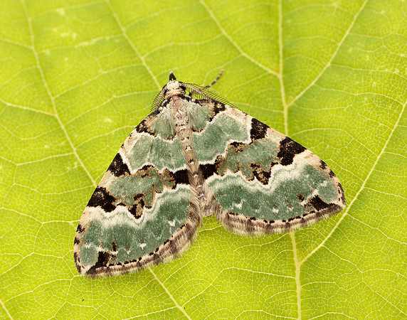 70.100 BF1776 Green Carpet Colostygia pectinataria