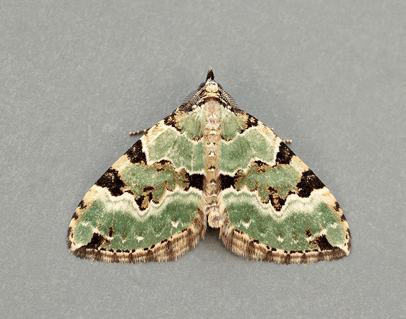 70.100 BF1776 Green Carpet Colostygia pectinataria