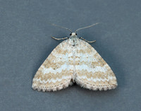 70.137 BF1807 Grass Rivulet Perizoma albulata