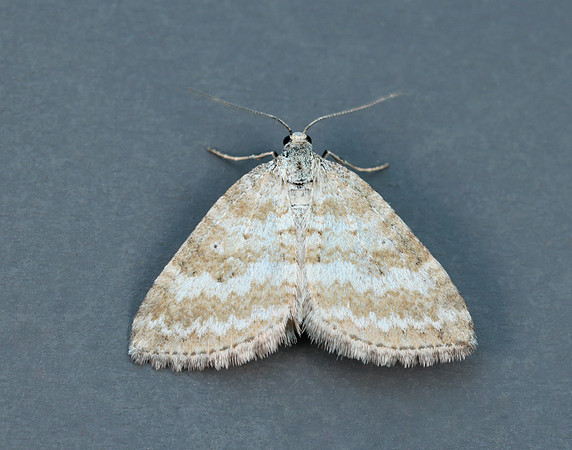 70.137 BF1807 Grass Rivulet Perizoma albulata
