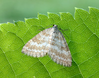 70.137 BF1807 Grass Rivulet Perizoma albulata
