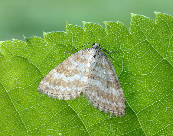 70.137 BF1807 Grass Rivulet Perizoma albulata