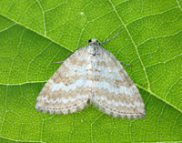 70.137 BF1807 Grass Rivulet Perizoma albulata