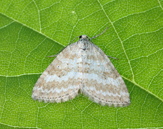 70.137 BF1807 Grass Rivulet Perizoma albulata