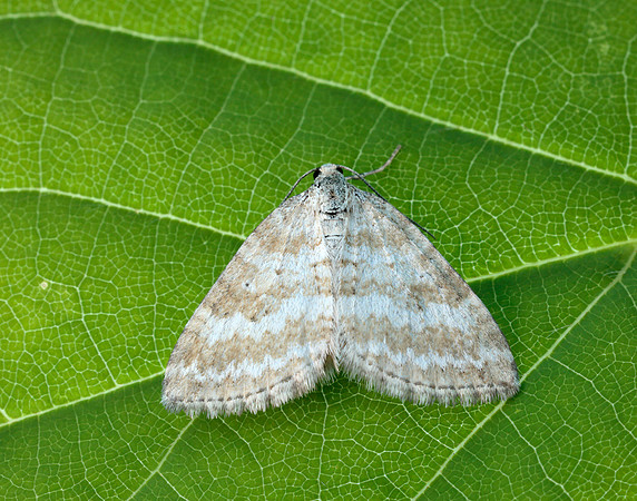 70.137 BF1807 Grass Rivulet Perizoma albulata
