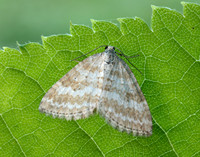 70.137 BF1807 Grass Rivulet Perizoma albulata