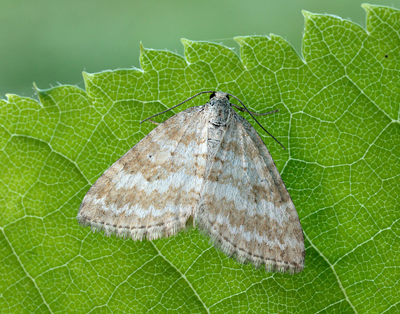 70.137 BF1807 Grass Rivulet Perizoma albulata