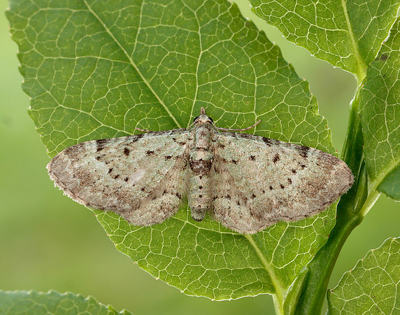 70.145 BF1861 Bilberry Pug Pasiphila debiliata