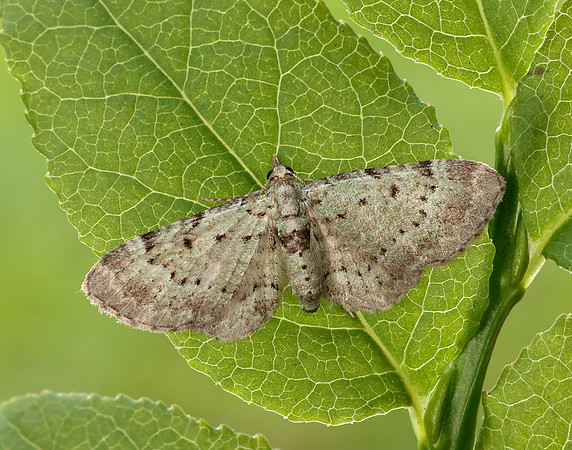 70.145 BF1861 Bilberry Pug Pasiphila debiliata