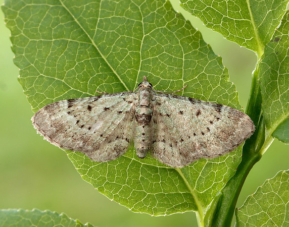70.145 BF1861 Bilberry Pug Pasiphila debiliata