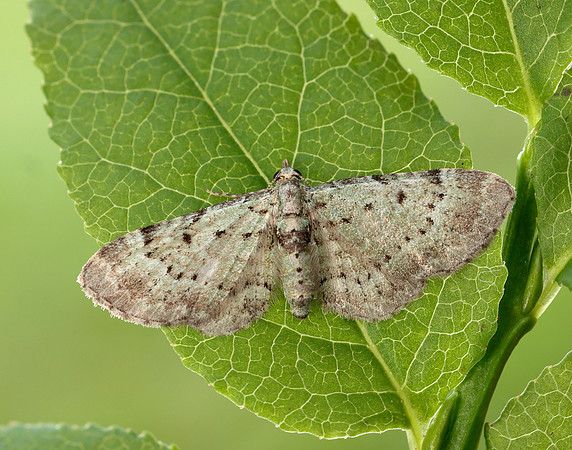 70.145 BF1861 Bilberry Pug Pasiphila debiliata