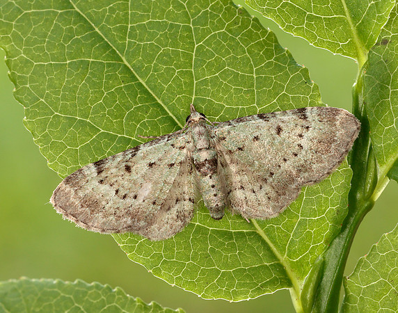 70.145 BF1861 Bilberry Pug Pasiphila debiliata