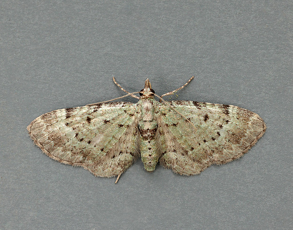 70.145 BF1861 Bilberry Pug Pasiphila debiliata