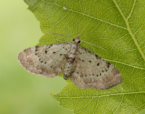 70.145 BF1861 Bilberry Pug Pasiphila debiliata