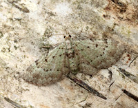 70.145 BF1861 Bilberry Pug Pasiphila debiliata