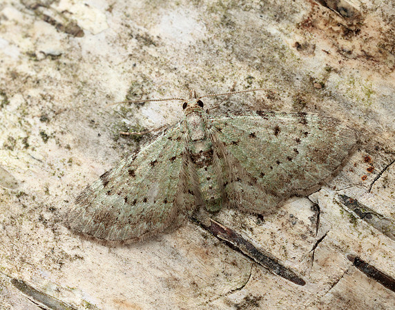 70.145 BF1861 Bilberry Pug Pasiphila debiliata