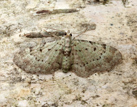70.145 BF1861 Bilberry Pug Pasiphila debiliata